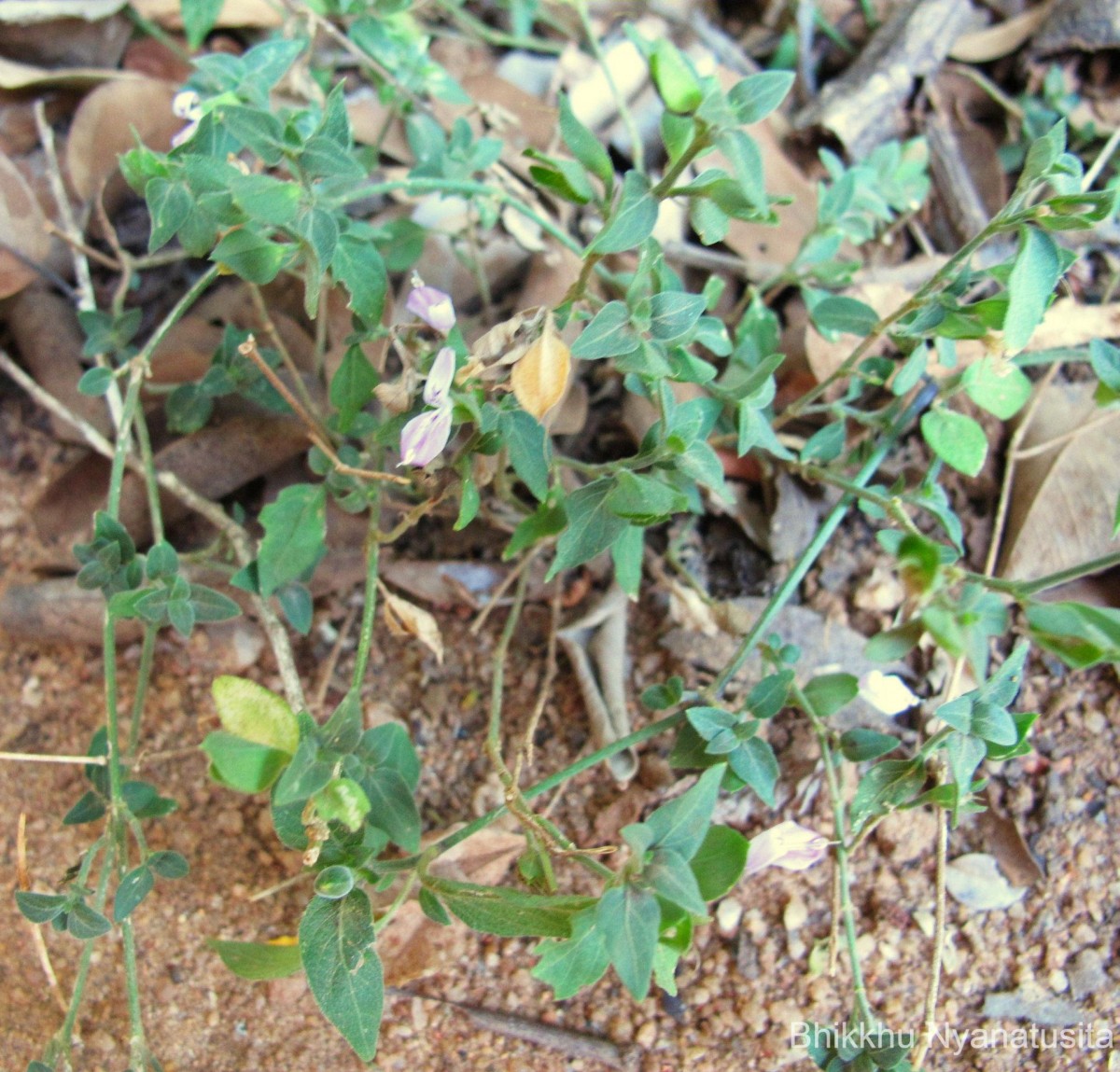 Dicliptera neesii (Trimen) L.H.Cramer